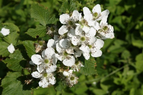  Brombeerblüten Ruben