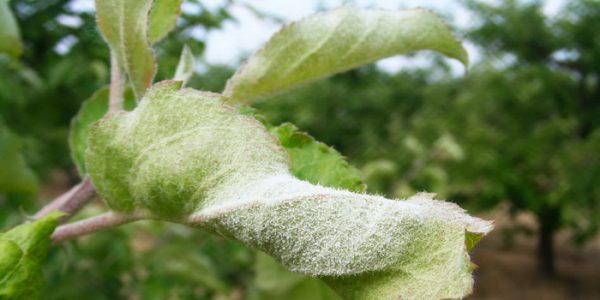  Rosée poudrée sur feuilles de poirier