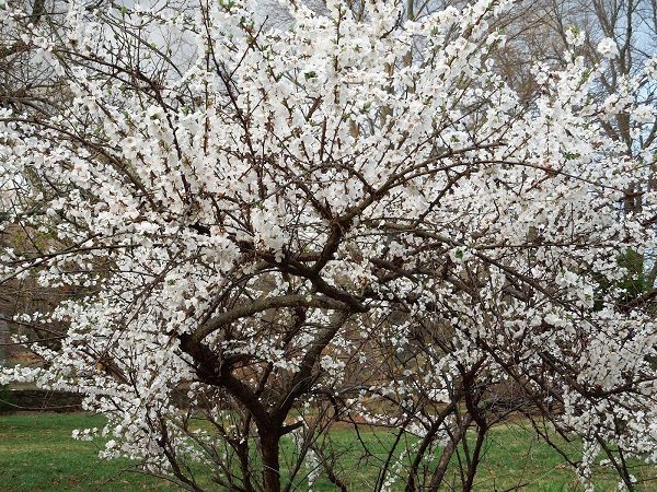  Fühlte mich Kirschblüte