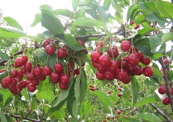  Guirlande variété de cerise