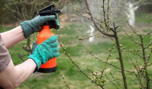  Traitement printanier des arbres avec des fongicides