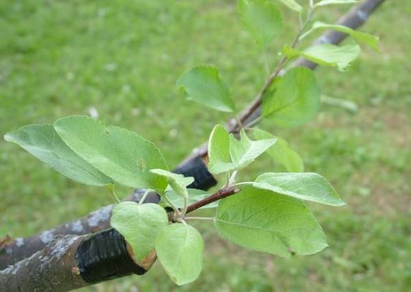  Comment planter une poire