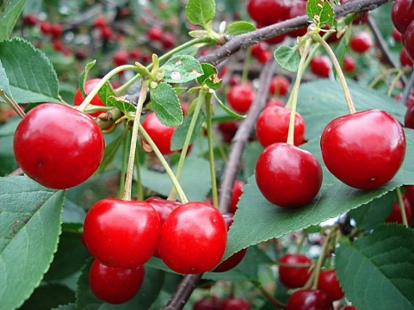  Ein Buschbaum der Ural Ruby Cherry kann bis zu 7 kg Beeren produzieren