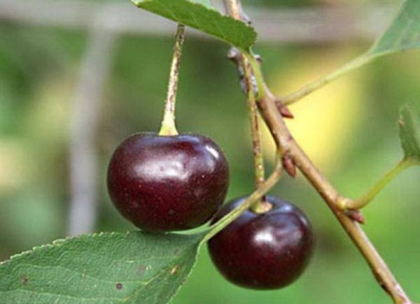  Reife Beeren der Ural-Rubinkirsche