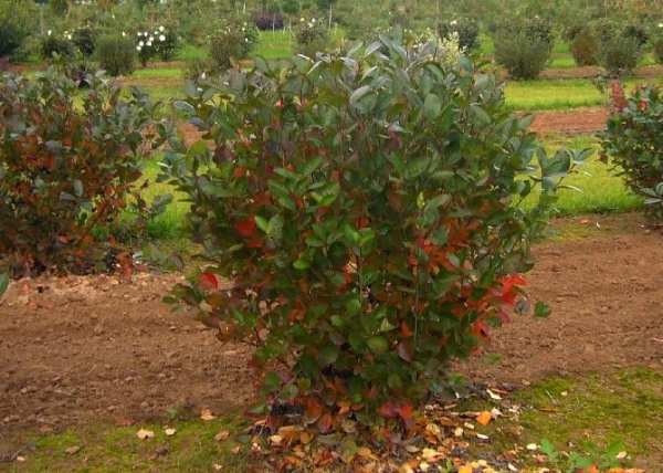  Chokeberry ist resistent gegen Schädlinge und wird mit 1% Bordeaux-Flüssigkeit besprüht, um dies zu verhindern.