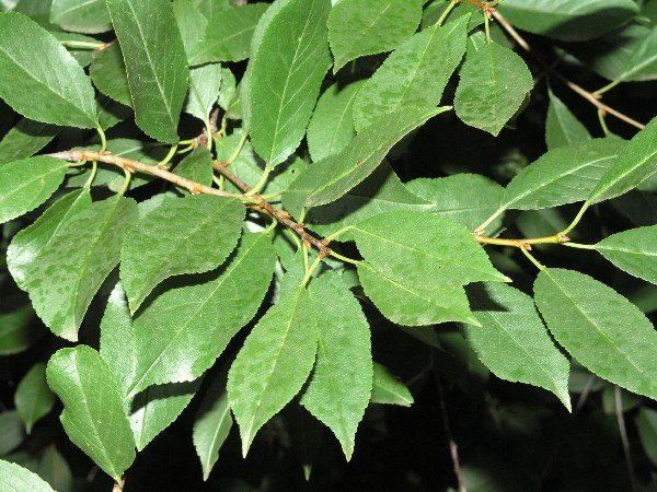  Die Blätter der Kirsche enthalten viele Nährstoffe wie in den Beeren