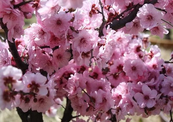  Colonie floraison cerise