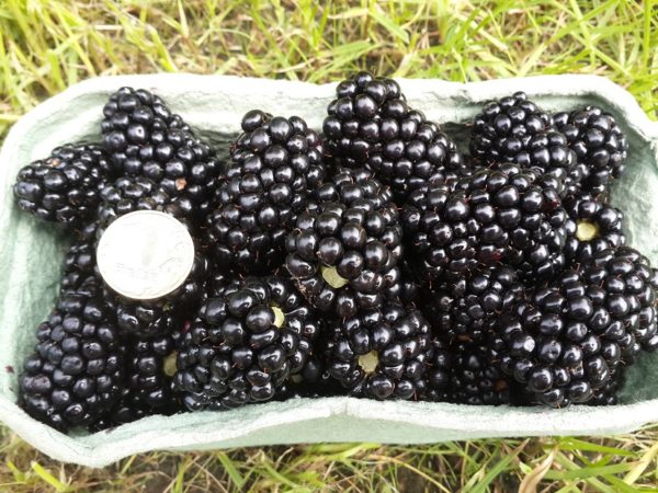  Größen der Brombeer-Dreifachkrone