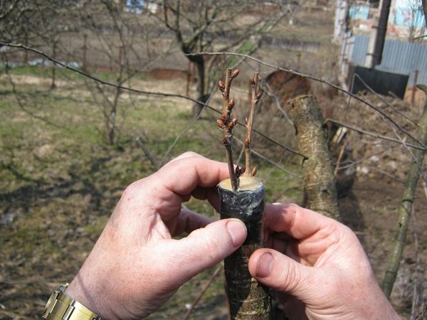  Sprig sofort nach der Transplantation