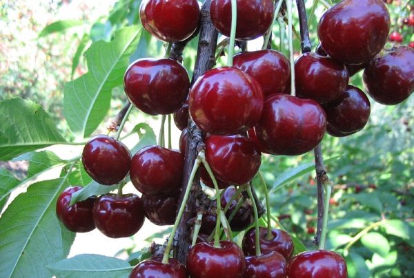  Reife Beeren von Leningrader süßen Kirschen