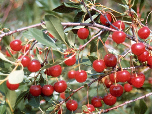  Cerise des steppes