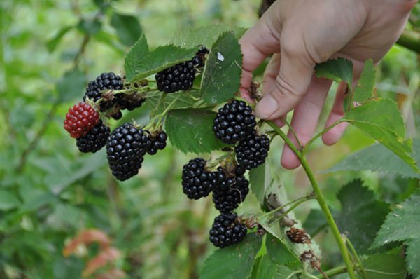  Zweig mit saftigen Beeren Black Satin