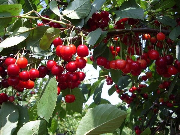  La cerise des steppes donne chaque année un rendement élevé