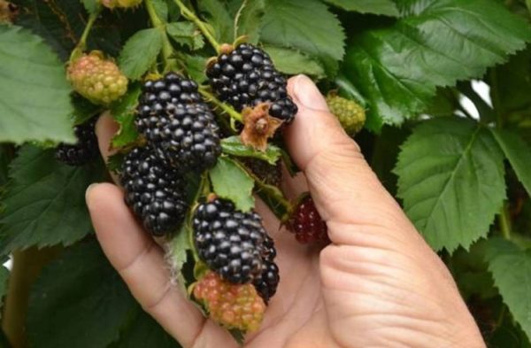  Frische Brombeeren Loch Ness