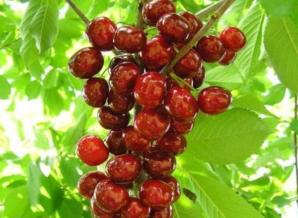  Colony Cherry