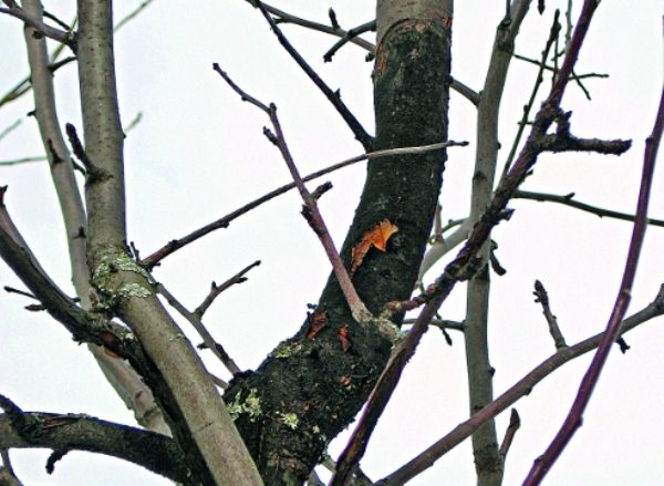  Schwarze Birnenkrabbe