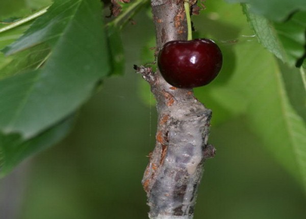  Comment planter une cerise