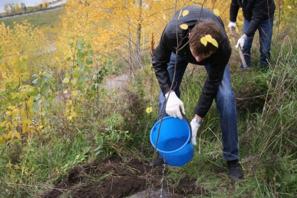  Die Herbstpflanzung von Pflaumen hat zweifellos Vorteile gegenüber dem Frühling