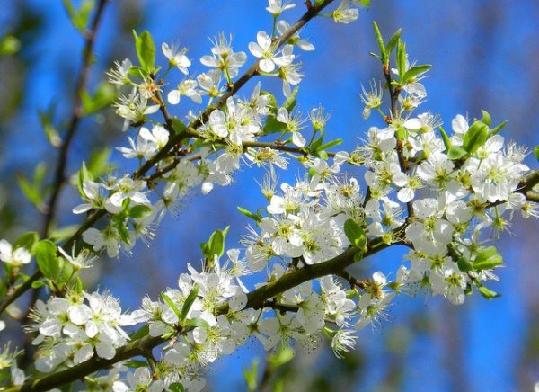  Wilde Pflaume in voller Blüte