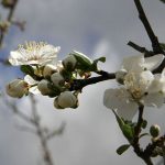  Aus den Pflaumenblüten können Sie eine Heilbrühe oder Infusion herstellen