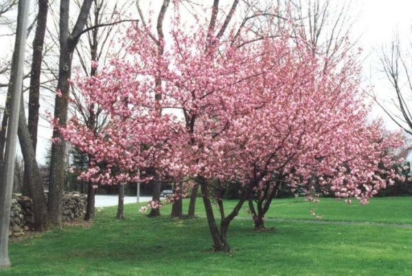  Sakura Kansan est photophile, fleurit avec des fleurs roses énormes et parfumées