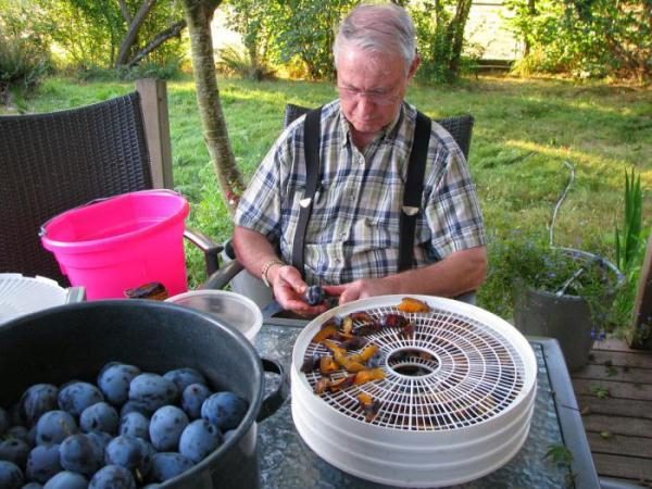  Die Pflaumen im elektrischen Trockner trocknen