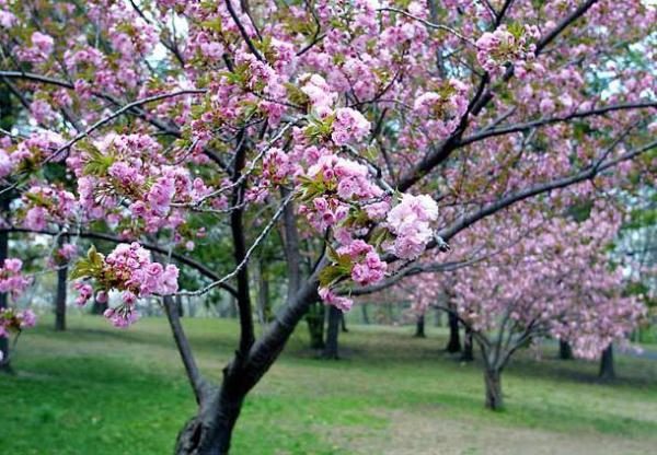  Pour une pollinisation réussie des cerises miracles, la présence de cerises est nécessaire.