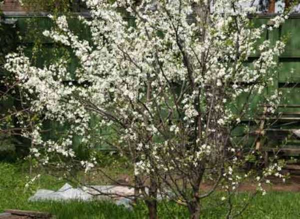  Ural-Rubin-Kirsche während der Blüte