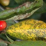  Schäden an Kirschbeeren Coccomykosis