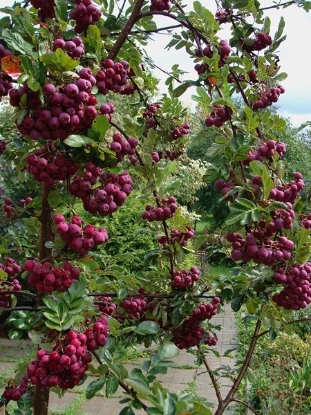  Variété Rowan Garnet