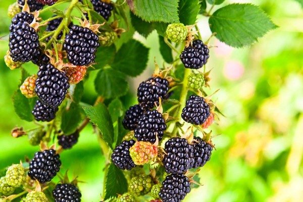  Zweig mit reifen Brombeeren Tornfri