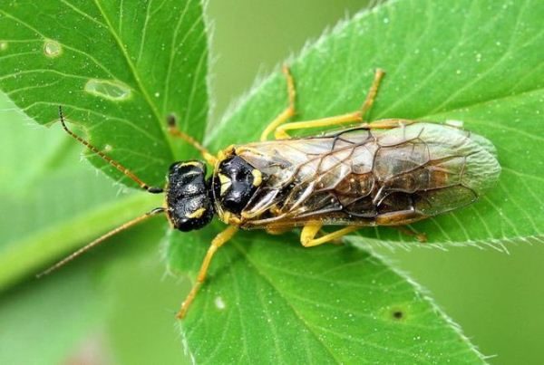  Himbeerblatt Sawfly