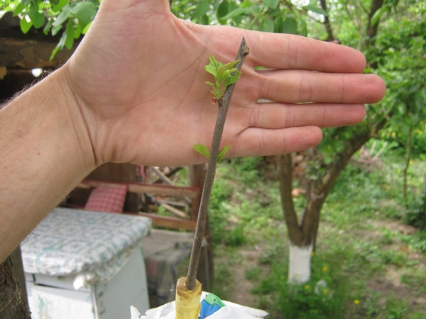  Die Triebe werden mit einer scharfen Klinge geschnitten, mit Wachstumsstimulanzien in Wasser gesetzt und etwa 3 cm tief in den Boden gepflanzt