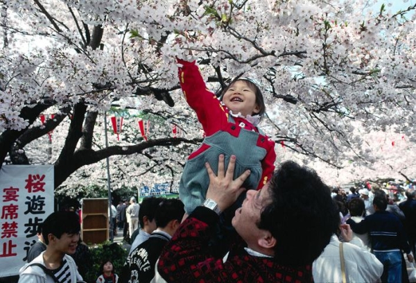  Wenn Sakura blüht, werden die Arbeitstage in Japan abgesagt und der Nationalfeiertag wird zum Hanami erklärt