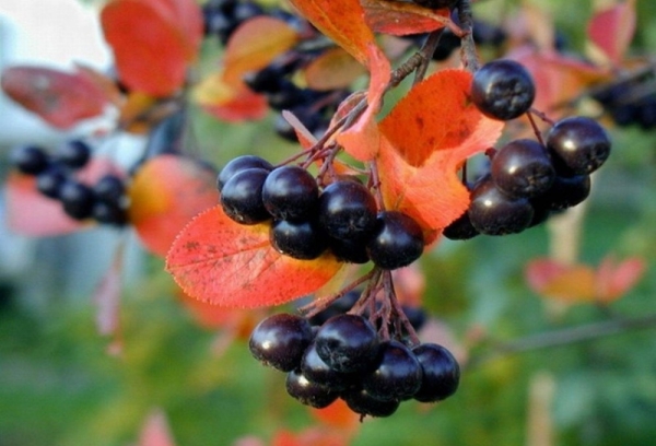  Termes et règles pour la collecte de rameaux noirs et rouges destinés à la récolte et au stockage