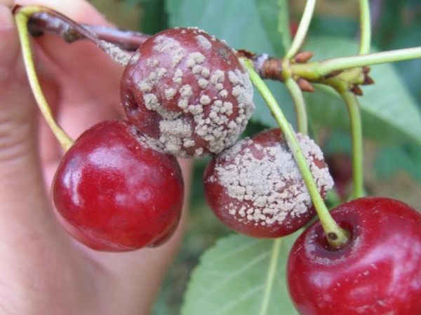  Eine häufige Erkrankung der Sakura ist die Niederlage eines Pilzes, die zum Austrocknen der Blätter, Schwärzung und Mumifizierung von Beeren führt