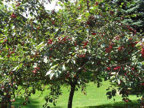  Iput-Baum mit reifen süßen Kirschbeeren