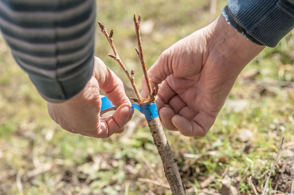  Méthodes et particularités de la reproduction des prunes: graines, boutures vertes, racines et greffe