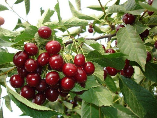  Variété cerise Altai hirondelle