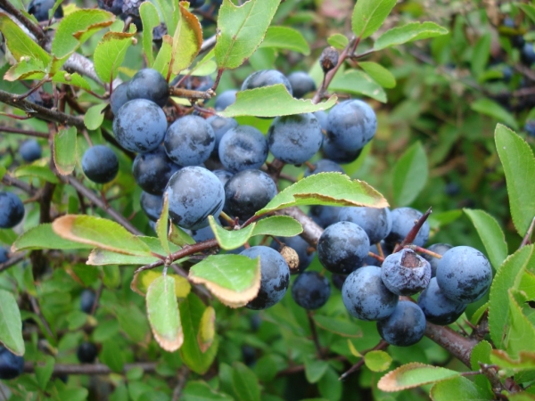  Une manne physiologique, c’est un défaut qui fait que la prune cesse de porter ses fruits