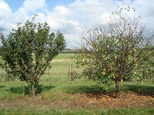  Kirschblätter fallen im Juli