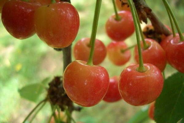  Beeren von süßer Kirsche Fatezh