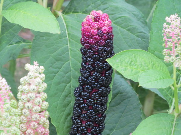  Jardinière Berry Faisan