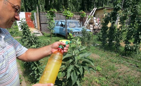  Remèdes populaires pour lutter contre les pucerons sur les arbres fruitiers