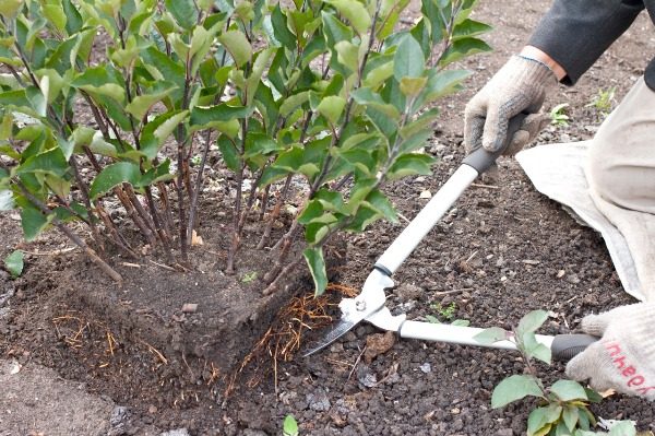  Reproduktion von Obst-und-Beeren-Beständen mit vertikalen Schichten