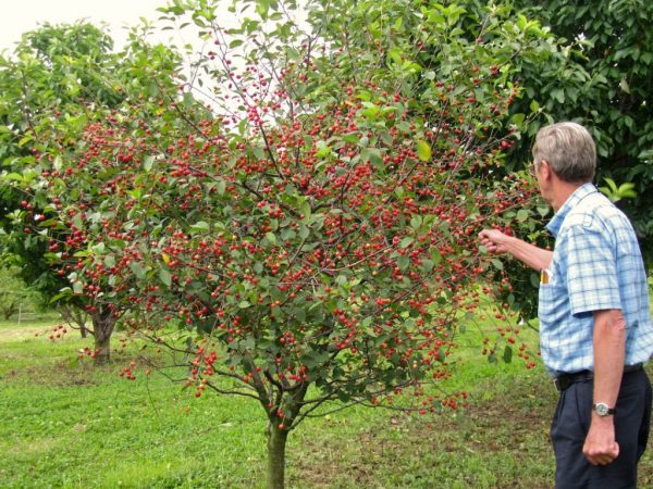  Jeune cerise Fatezh