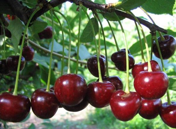  Variété cerise jeunesse