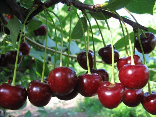  Cherry Youth Vielfalt