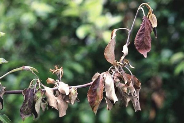  Branche de poire atteinte de bactériose