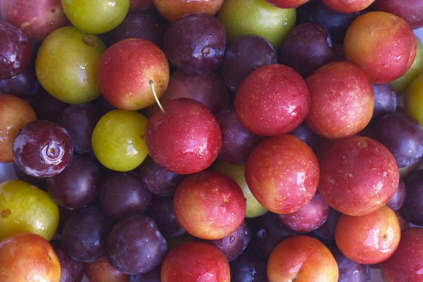  Choisissez les meilleures variétés de prunes à cultiver en fonction des caractéristiques